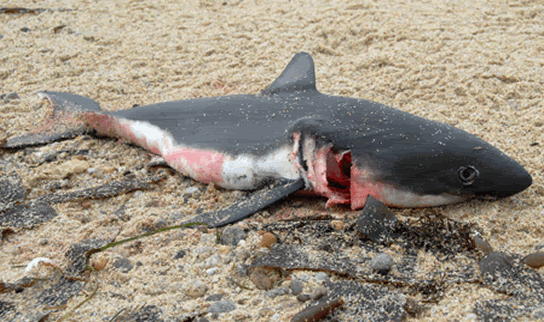 Dead-Shark-on-Beach.gif