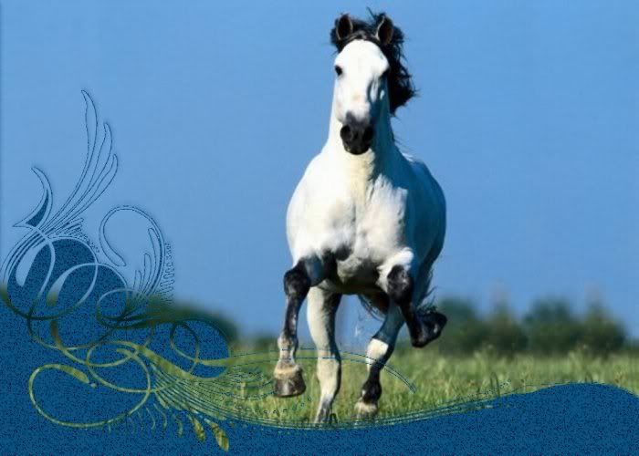 CABALLO4ARRIBA.jpg picture by MONTSE_028