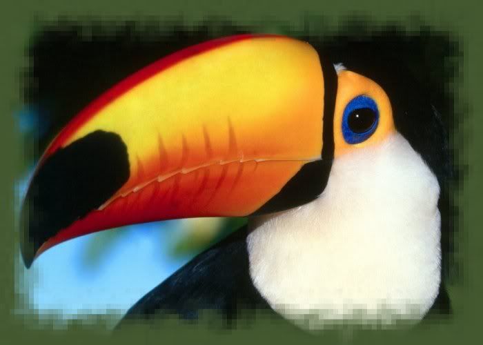 TUCAN.jpg picture by MONTSE_028