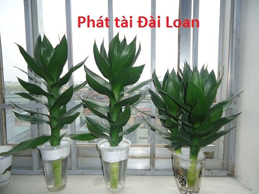 Em bán cây PHÁT TÀI - 2