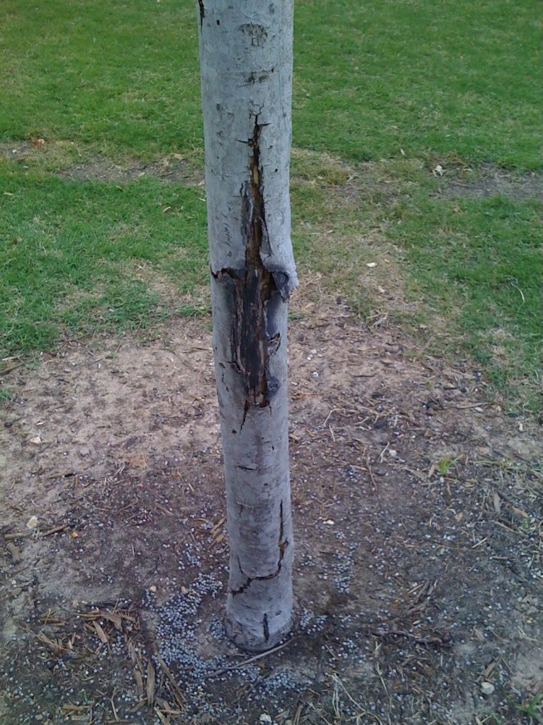 How do you fix a tree with bark missing?