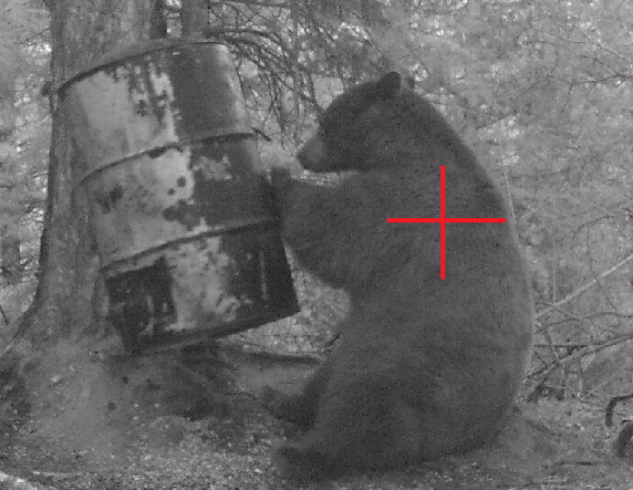 Bigbearvitals.png