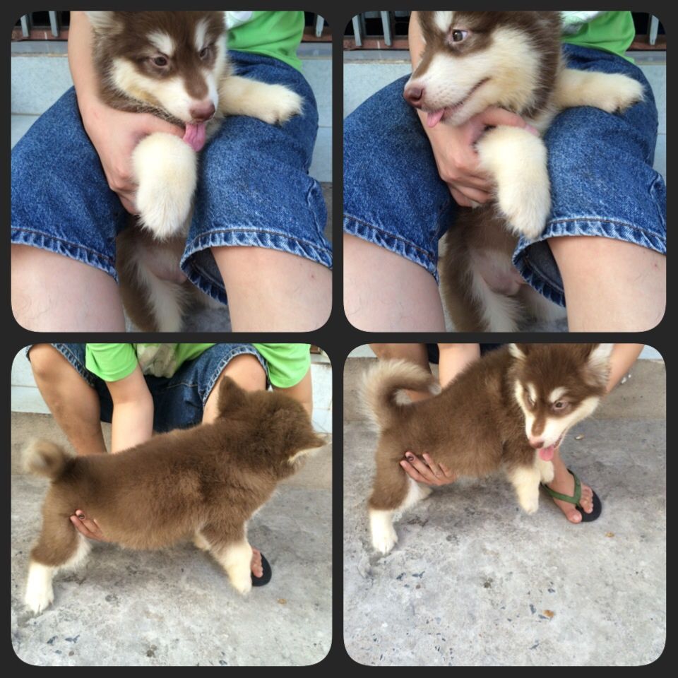 alaska nâu đỏ,xám trắng 2 tháng đực,cái siêu quậy ham ăn bảo hành 2 tháng sinh tại Vn - 2