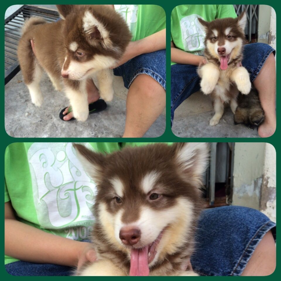 alaska nâu đỏ,xám trắng 2 tháng đực,cái siêu quậy ham ăn bảo hành 2 tháng sinh tại Vn