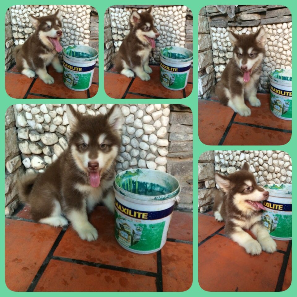 alaska nâu đỏ,xám trắng 2 tháng đực,cái siêu quậy ham ăn bảo hành 2 tháng sinh tại Vn - 1