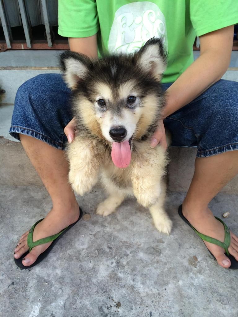 alaska nâu đỏ,xám trắng 2 tháng đực,cái siêu quậy ham ăn bảo hành 2 tháng sinh tại Vn - 3