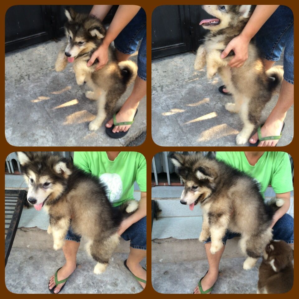 alaska nâu đỏ,xám trắng 2 tháng đực,cái siêu quậy ham ăn bảo hành 2 tháng sinh tại Vn - 4