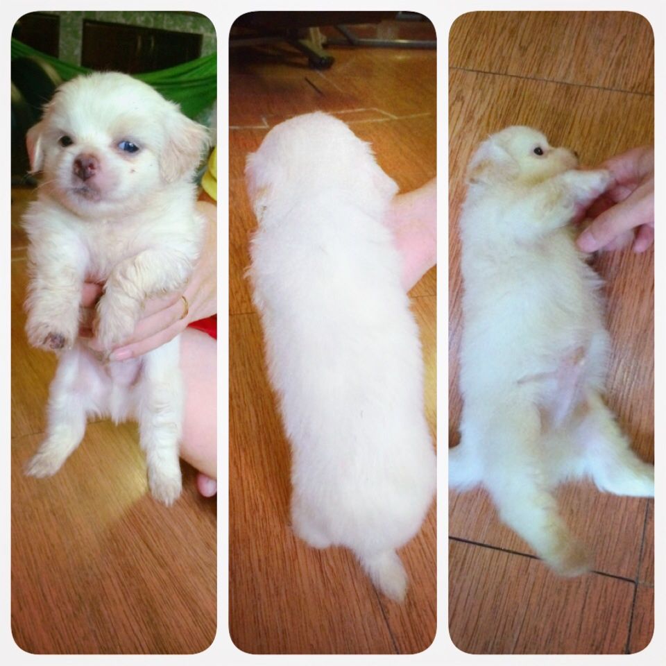 8 bé chó,cún nhật cực xinh,6 cái,3 đực tha hồ chọn nè,mấy bé đc 1 tháng 15 ngày r ... - 7