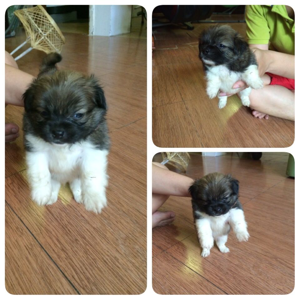 8 bé chó,cún nhật cực xinh,6 cái,3 đực tha hồ chọn nè,mấy bé đc 1 tháng 15 ngày r ... - 6