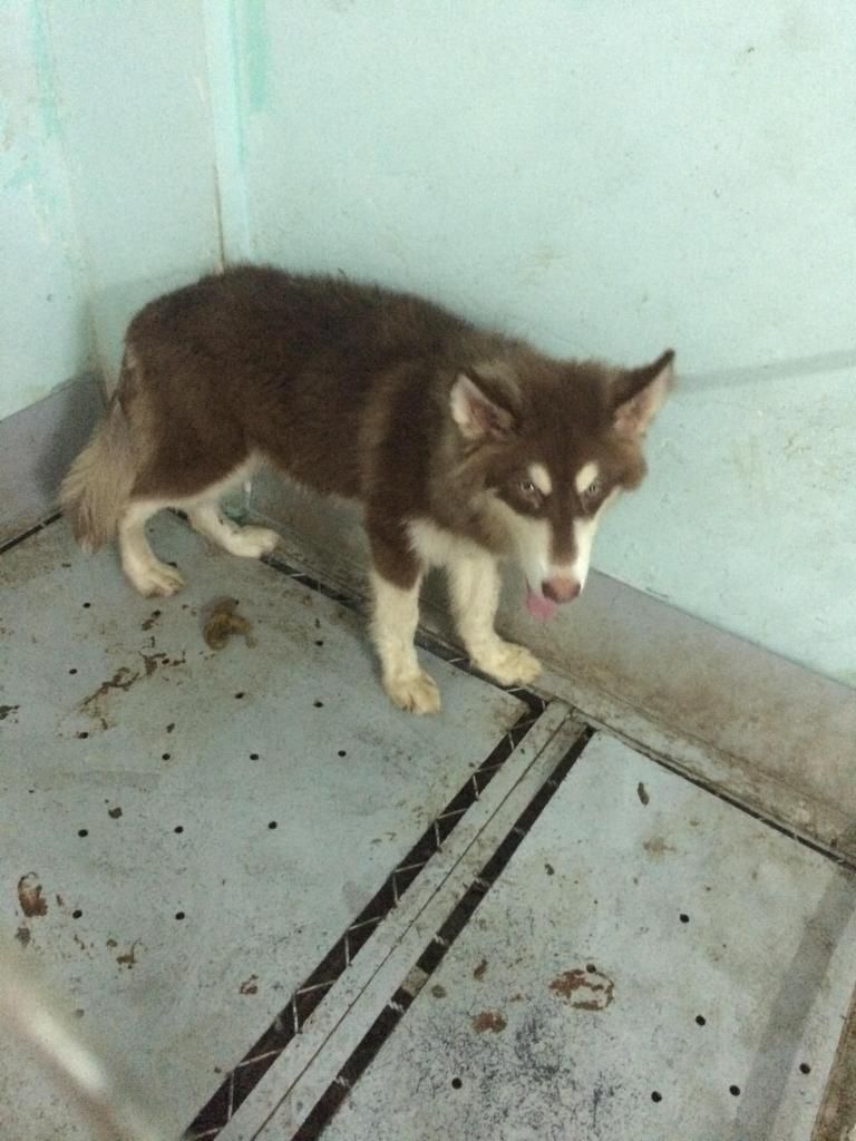 alaska nâu đỏ đực 4,5 tháng cực khoẻ bảo hành 3 tháng giá 10tr5 hot hot - 1