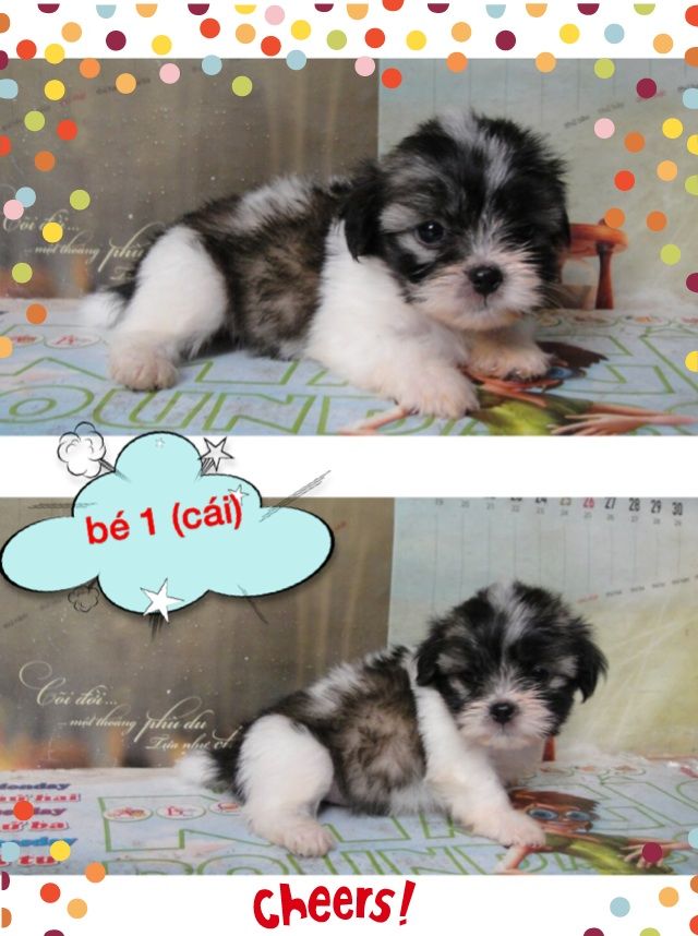 8 bé chó,cún nhật cực xinh,6 cái,3 đực tha hồ chọn nè,mấy bé đc 1 tháng 15 ngày r ... - 5