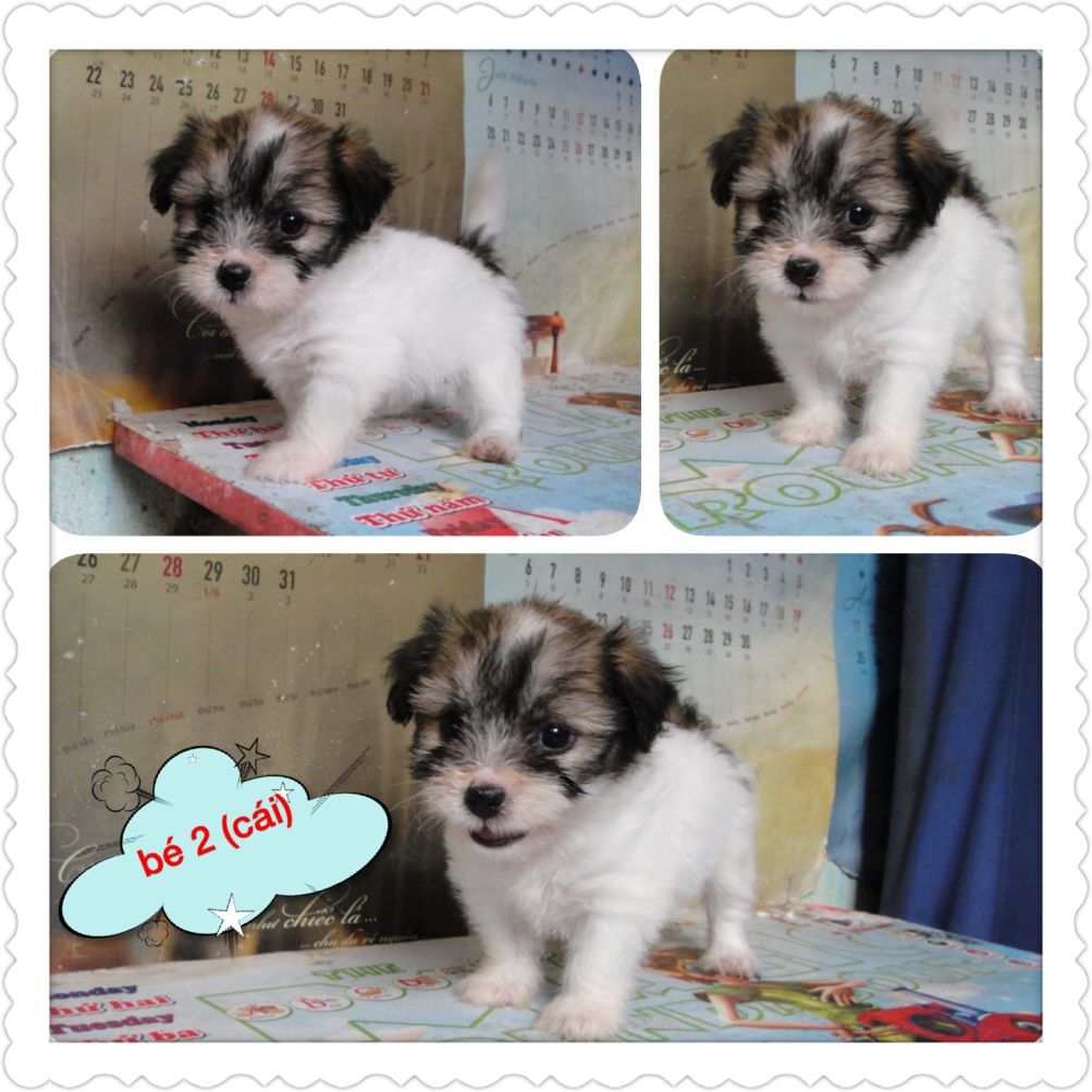 8 bé chó,cún nhật cực xinh,6 cái,3 đực tha hồ chọn nè,mấy bé đc 1 tháng 15 ngày r ... - 4