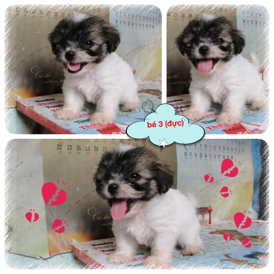 8 bé chó,cún nhật cực xinh,6 cái,3 đực tha hồ chọn nè,mấy bé đc 1 tháng 15 ngày r ... - 3