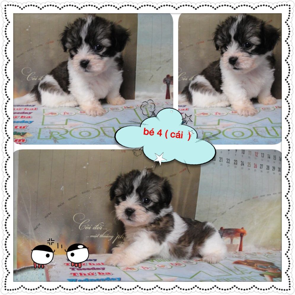 8 bé chó,cún nhật cực xinh,6 cái,3 đực tha hồ chọn nè,mấy bé đc 1 tháng 15 ngày r ... - 2