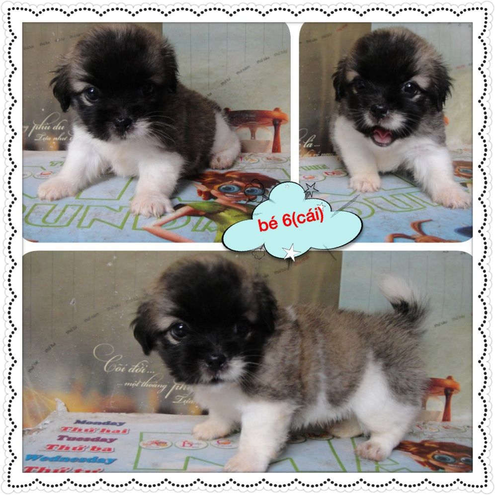 8 bé chó,cún nhật cực xinh,6 cái,3 đực tha hồ chọn nè,mấy bé đc 1 tháng 15 ngày r ... - 1