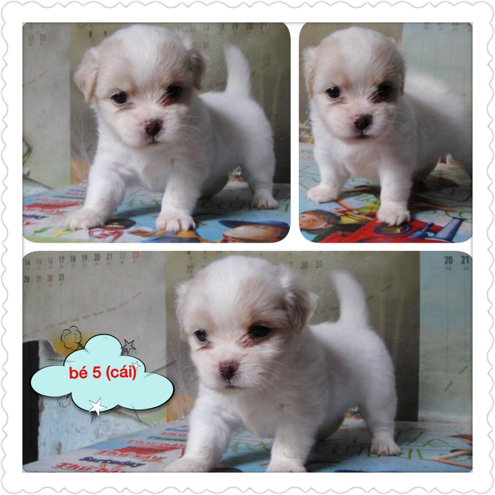 8 bé chó,cún nhật cực xinh,6 cái,3 đực tha hồ chọn nè,mấy bé đc 1 tháng 15 ngày r ...
