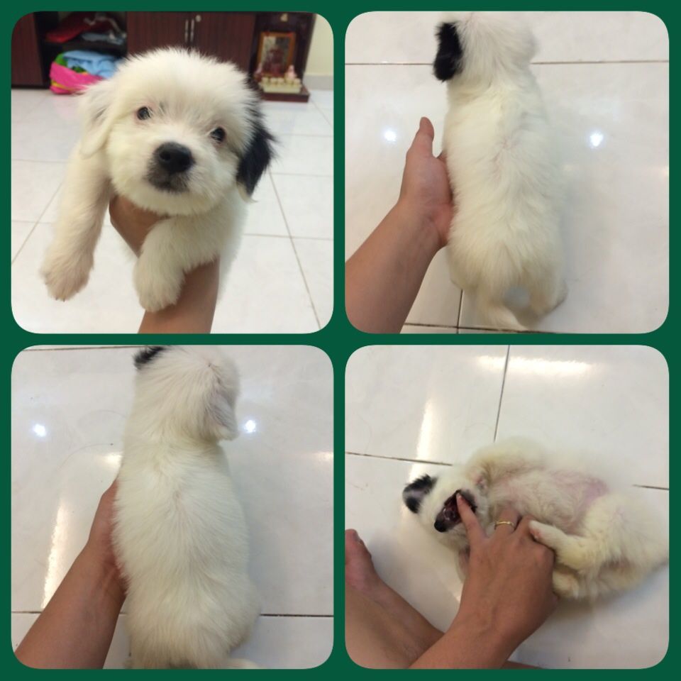 cún,chó nhật baby 1,5 tháng Cái,trắng lông xù siêu dễ thương