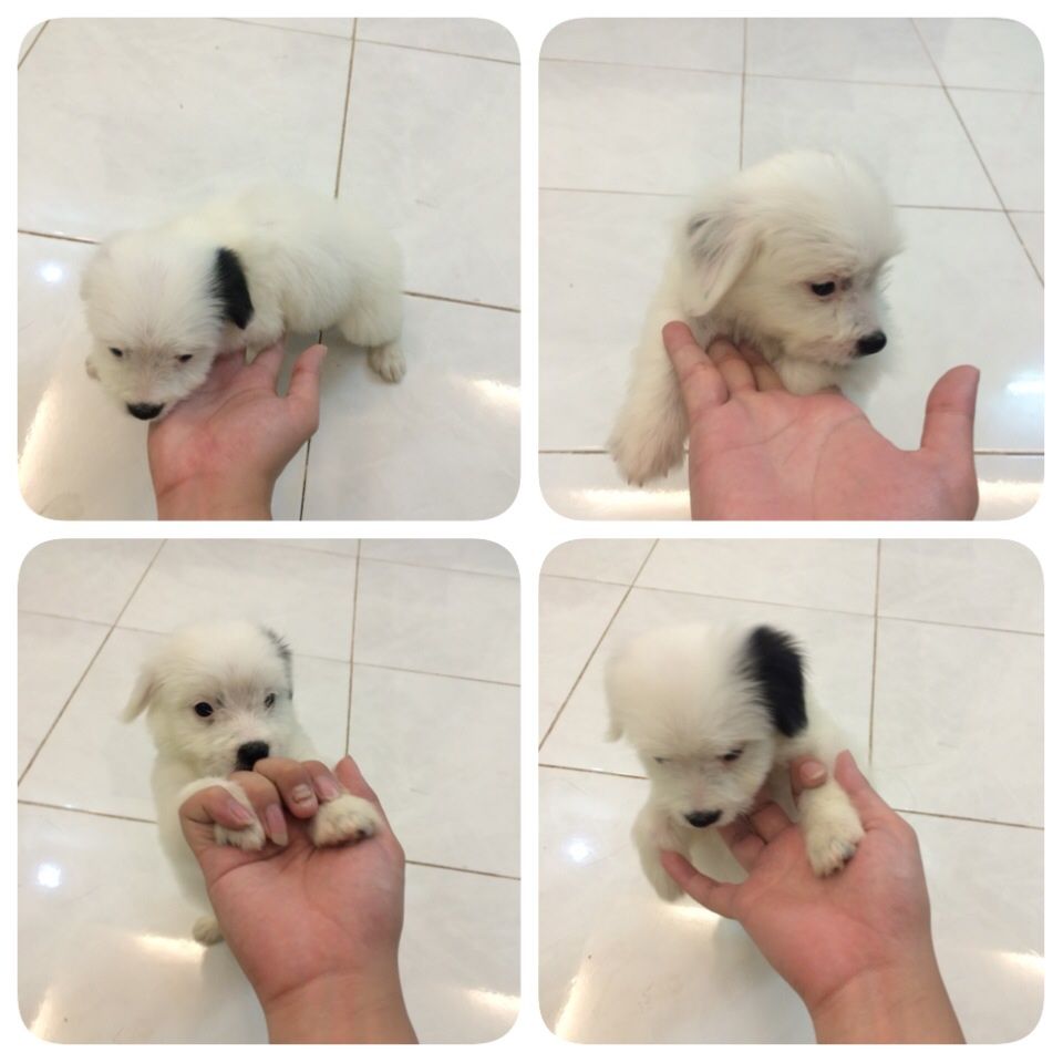 cún,chó nhật baby 1,5 tháng Cái,trắng lông xù siêu dễ thương - 1