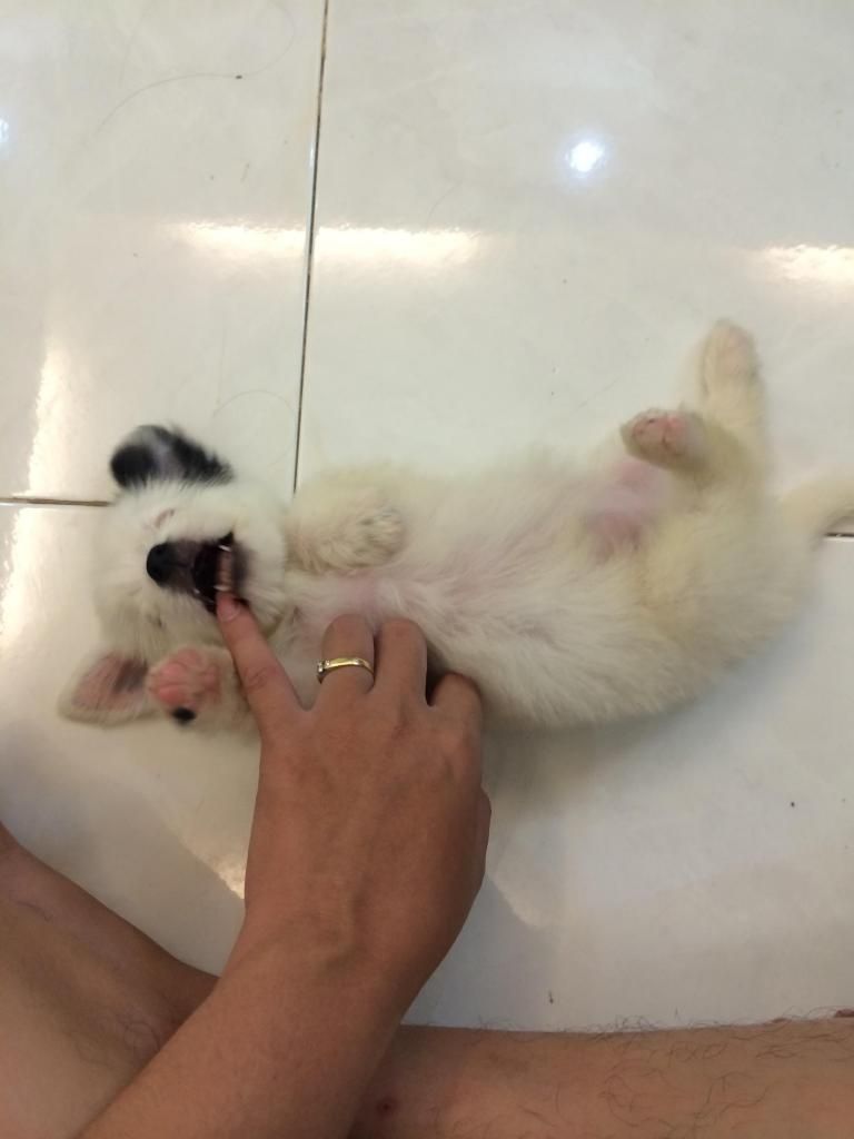 cún,chó nhật baby 1,5 tháng Cái,trắng lông xù siêu dễ thương - 2