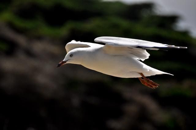 seagull in flight photo: Seagull in flight CSC_1568.jpg
