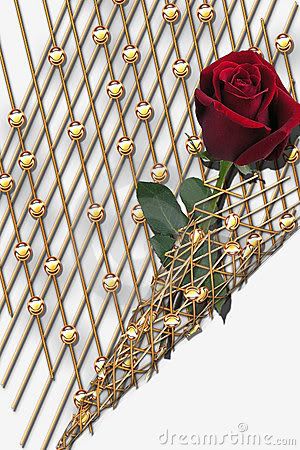 Rose photo: rose 12622659209dc6xk.jpg