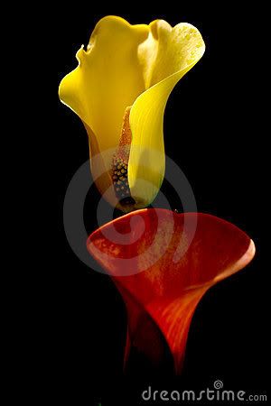 calla (c) rainbowella42 calla lily meaning weddings