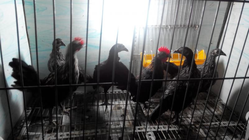 chuyên bán gà con tre mỹ peru.có gà cha mẹ tại nhà cho anh,em xem luôn - 4