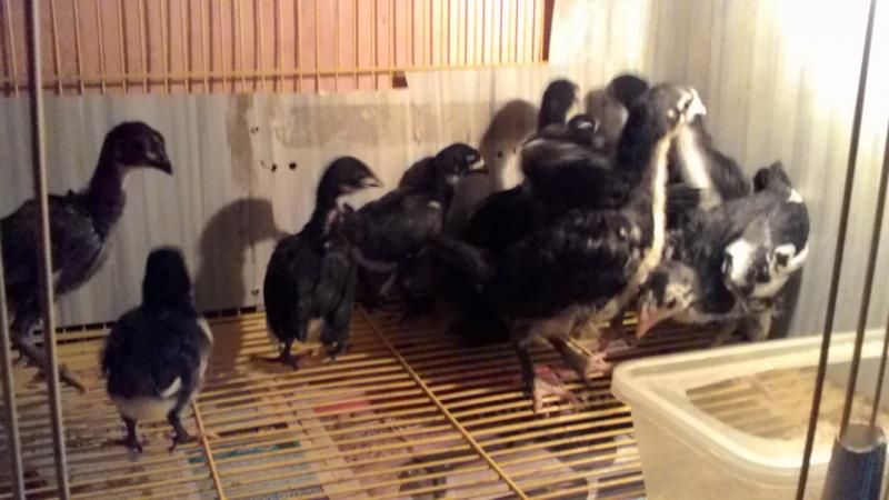 chuyên bán gà con tre mỹ peru.có gà cha mẹ tại nhà cho anh,em xem luôn - 1