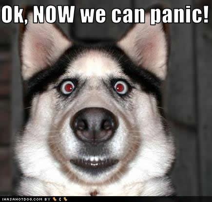 funny-dog-pictures-now-panic.jpg picture by ashliemahlen