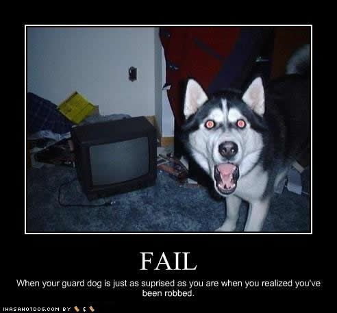 funny-dog-pictures-surprised-robbed.jpg picture by ashliemahlen