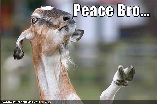 funny-pictures-goat-gives-peace-sig.jpg picture by ashliemahlen