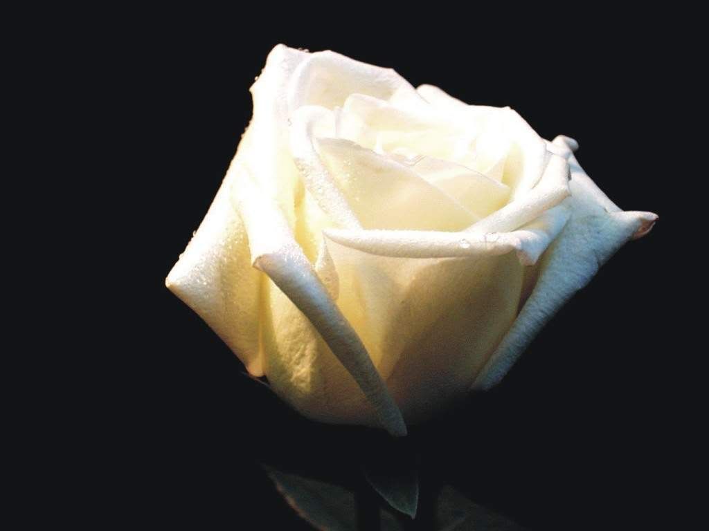 Picture:Click to zoom Picture:Click to zoom