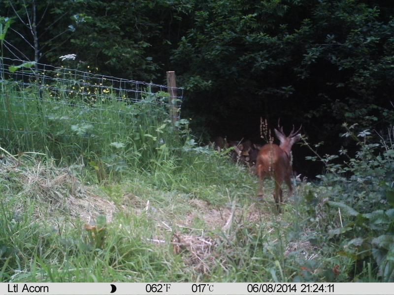 Young roebook deer - our first colour image!