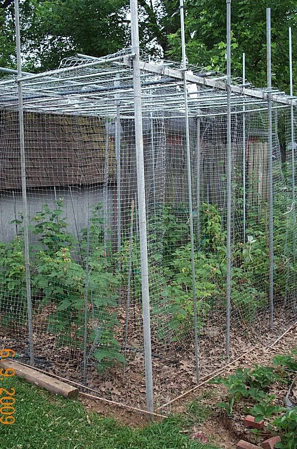 Pictures of structures to protect blueberry plants