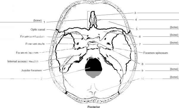 Anatomy of the Skull, Horizontal View Quiz - By evanwhoward